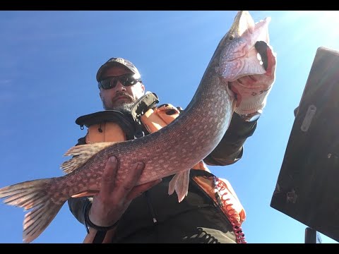 Видео: Отпуск в Спирино. Судак и щука на джиг. 2 серия.