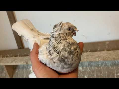 Видео: Uzbek Pigeons/Usbekische Tauben/Узбекиские голуби.