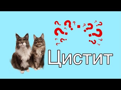 Видео: Цистит и мочекаменная болезнь у кошек//ПРИЧИНЫ, ПРОФИЛАКТИКА, ЛЕЧЕНИЕ//