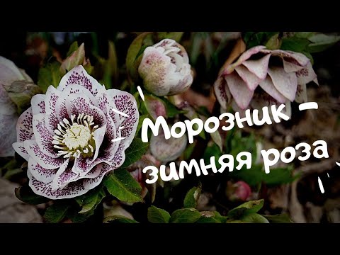 Видео: Морозник - зимняя роза