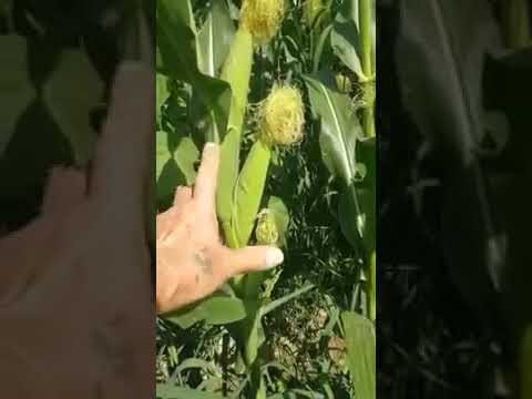 Видео: Удобрения для сладкой кукурузы.