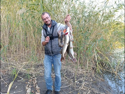 Видео: Осіння щука розриває силікон. АГРЕСИВНІ КЛЮВАКИ ЩУКИ. Джиг ріг з берега. ОСІННІЙ ЖОР ЩУКИ. Осінь 24