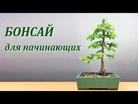 Видео: Бонсай для начинающих.