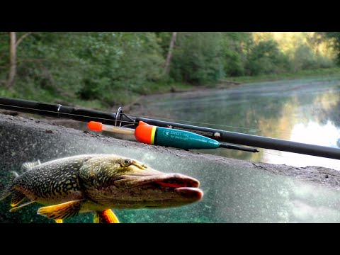 Видео: Щука на живца | Еда на природе | Фонарь Armytek Wizard C2 WR | Щука на поплавок