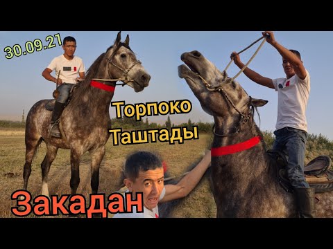 Видео: ЗАКА ТОРПОКО ТАШТАДЫ 😄 куник