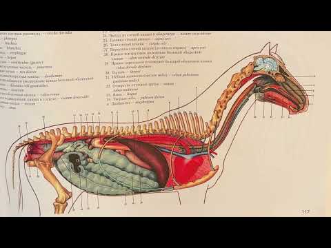 Видео: Топография органов пищеварения у лошадей