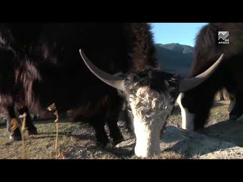 Видео: В горных районах Карачаево-Черкесии фермеры занимаются разведением яков