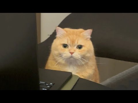 Видео: Самые смешные видео с кошками 2025 года 😹 Постарайтесь не смеяться 😂 Часть 12