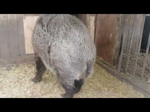 Видео: Фунтик и Фантик первый выход!!!!