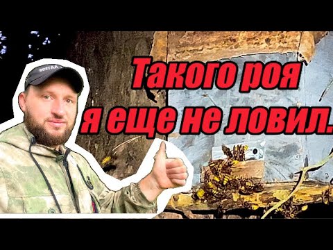 Видео: Таких роёв я еще не ловил…