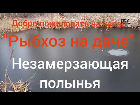 Видео: Незамерзающая полынья