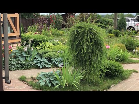 Видео: Весенняя формирующая обрезка плакучей лиственницы и ели нидиформис.14.04.2021