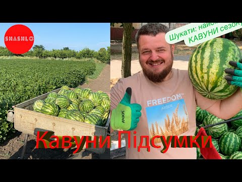 Видео: Вирощування кавунів Частина 2 Підсумки.