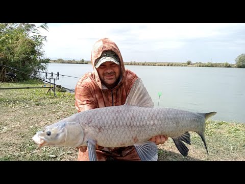 Видео: карп и амур в северском районе