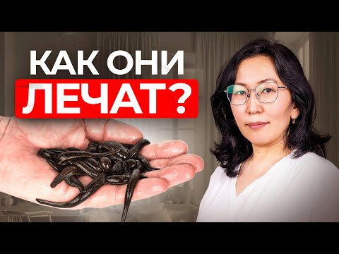 Видео: Как пиявки помогают восстановить здоровье? Гирудотерапия