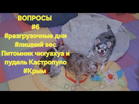 Видео: Отвечаю.на ВАШИ ВОПРОСЫ #6#разгрузочные дни#лишний весПитомник чихуахуа и пудель Кастропуло #Крым 