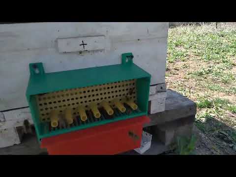 Видео: Небольшие нюансы сбора пыльцы на моей пасеке.