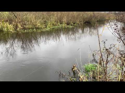 Видео: ЗАПАДНАЯ БЕРЕЗИНА НОЯБРЬ 2025