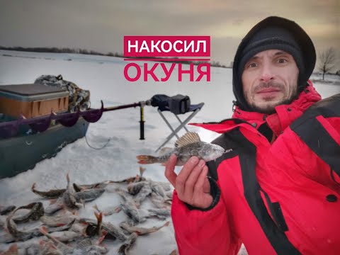 Видео: Декабрьский полосатик. Ловлю окуня в Тевризе.