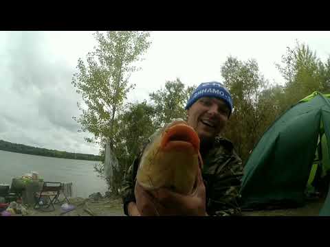 Видео: Обь, сазан, сентябрь 2019 г.