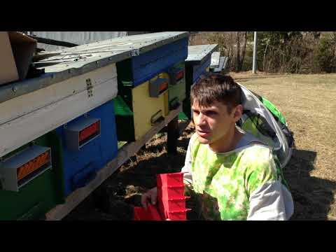 Видео: Збір пилку. Перший досвід збору пилку 2020р.