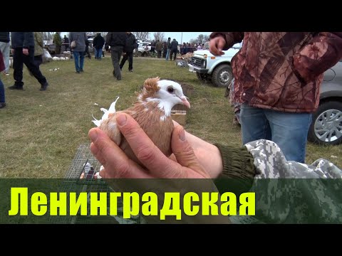 Видео: Птичий рынок. Ленинградская. [11.02.2024]