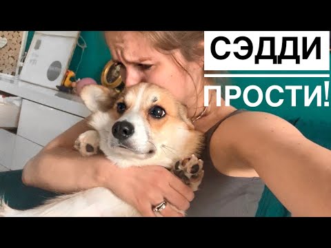 Видео: Неудачно подстригла когти собаке😭 Белые ночи в Спб / Vlog
