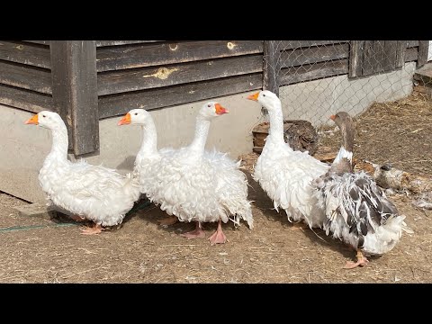 Видео: Любимые Ленточные гуси или жизнь гусей в Овчинино