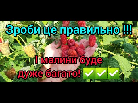 Видео: ОБРІЗКА МАЛИНИ ПІСЛЯ ЗБОРУ ВРОЖАЮ. Обрізка літньої малини. ПОРАДИ, як правильно обрізати малину.