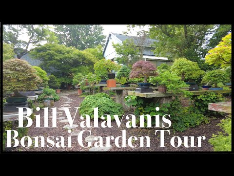 Видео: Сад бонсай Билла Валаваниса — Greenwood Bonsai