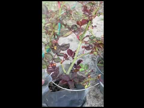 Видео: Роза Самба флорибунда