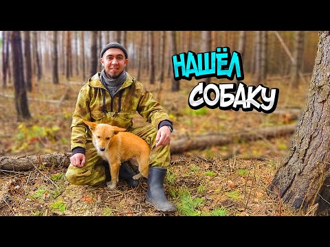 Видео: ДОМИК НА ДЕРЕВЕ ГОТОВ! СДЕЛАЛ СТОЛ И ДВЕРЬ. НАШЕЛ СОБАКУ В ЛЕСУ. НАЧАЛ СТРОИТЬ БЕСЕДКУ.