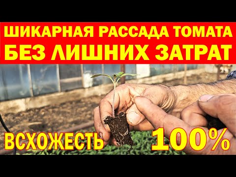 Видео: Шикарная рассада томатов без лишних затрат