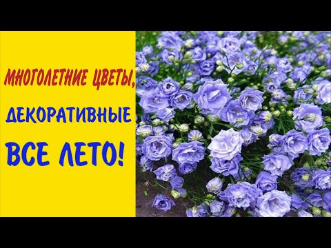 Видео: ПОСАДИТЕ ЦВЕТЫ,ДЕКОРАТИВНЫЕ все ЛЕТО в САДУ!