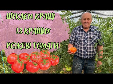 Видео: Шукаємо кращі із кращих! Рожеві томати.