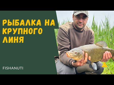 Видео: ОГРОМНЫЕ ЛИНИ КЛЮЮТ ОДИН ЗА ОДНИМ | РЫБАЛКА НА ФИДЕР