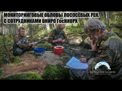 Видео: Мониторинг лососёвых рек Ленинградской области. ВНИРО ГосНИОРХ