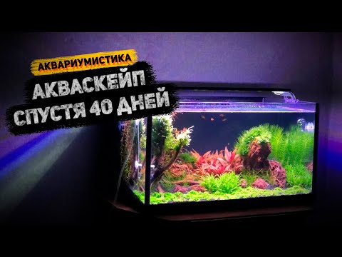 Видео: Аквариум спустя 1,5 месяца. Небольшие проблемы с корягами