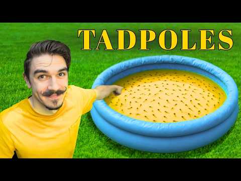 Видео: Я спас 273 головастика древесной лягушки и выпустил целую армию лягушек!