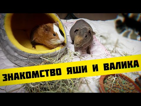 Видео: ЗНАКОМСТВО МОРСКИХ СВИНОК Яши и Валика SvinkiShow