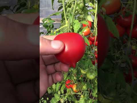 Видео: Гибрид Тарасенко-урожайный томат. #томат #помидоры #урожай #консервация #салаты  #шортс