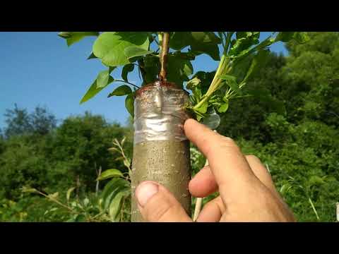 Видео: Уход за прививками на деревьях