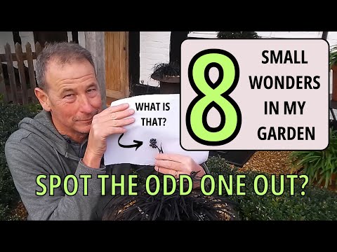 Видео: 8 замечательных вещей в моем саду в Великобритании. Нашли ли вы что-то лишнее?
