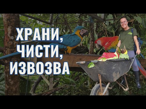 Видео: Ден като доброволец в джунглата на Еквадор  | Видео №78 от Южна Америка