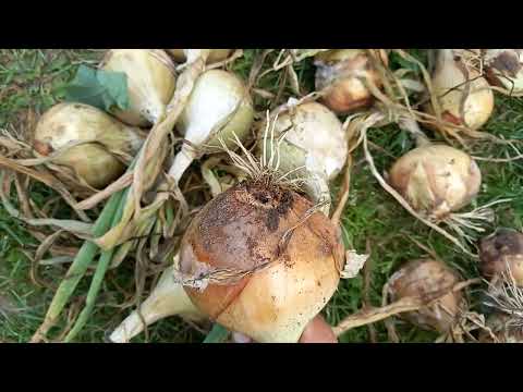 Видео: 8 августа.  Как определить, что лук готов к уборке.