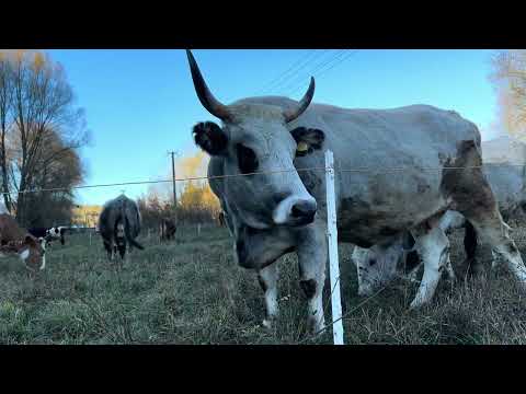 Видео: Моціон для корів. Велес та стовп | Private Milk | Михайло Травецький | Велесова ферма