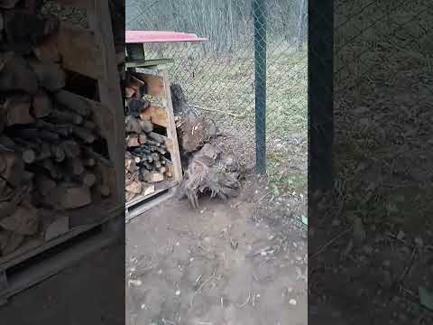 Видео: Подготовка к зиме. Отчёт по сельхоз работам. 09.11.2025.