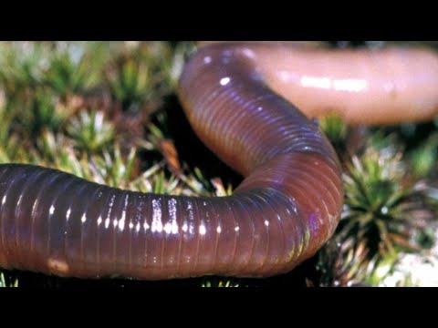 Видео: Про виноград и не только#растения#сад#дача#garden#plants