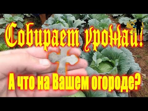 Видео: Что можно найти на огороде! Иногда приятные находки! What you can find in the garden!