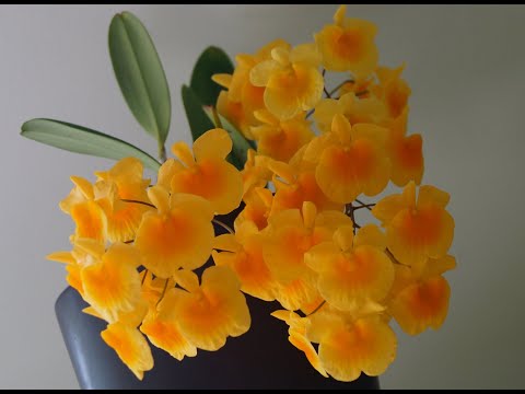 Видео: Орхидея Дендробиум ЛИНДЛИ (Dendrobium lindleyi (aggregatum)) или Весна Пришла!